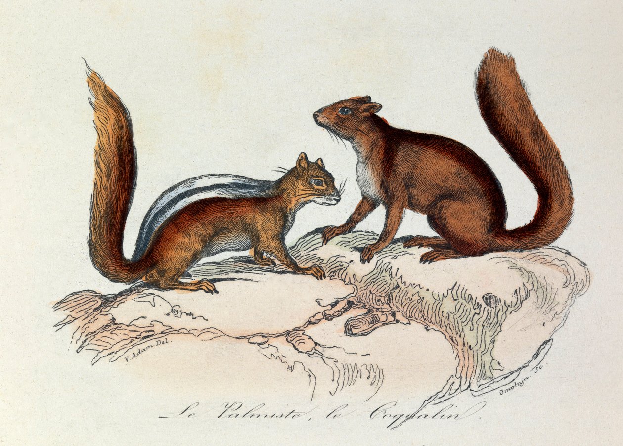 Illustration from the book 