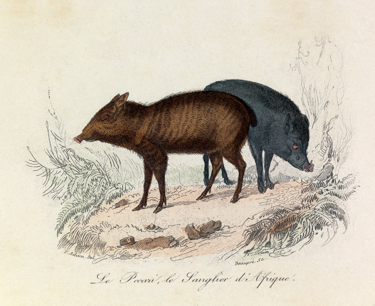 Illustration from the book 