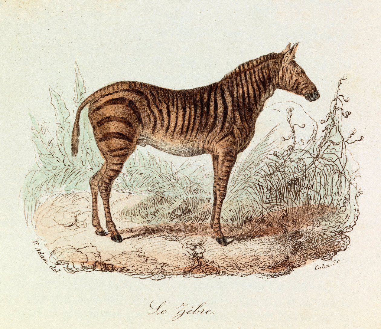 Illustration from the book 