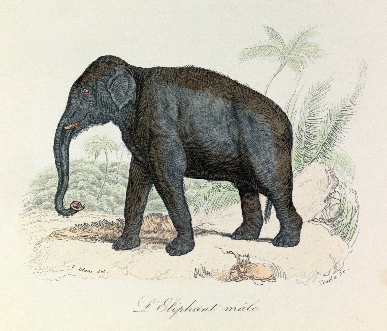 Illustration from the Book 
