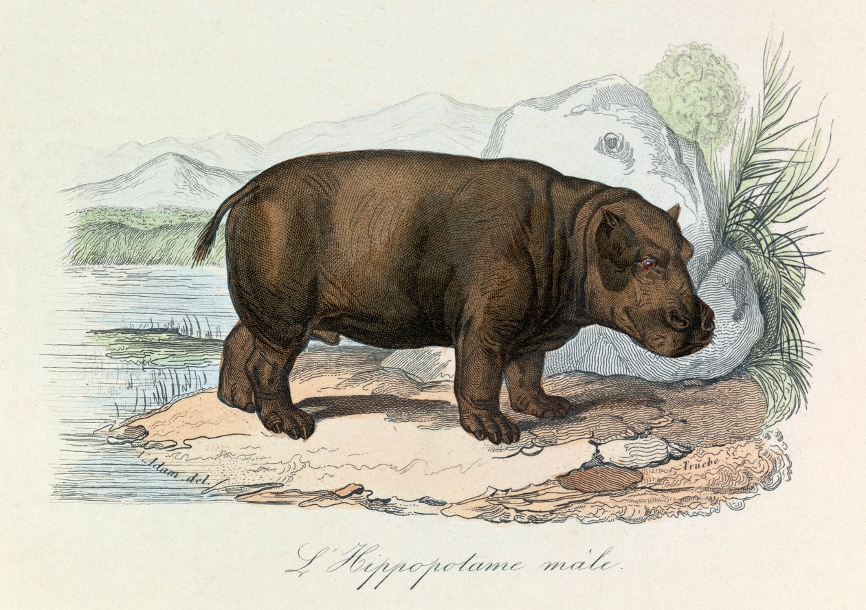 Illustration from the Book 