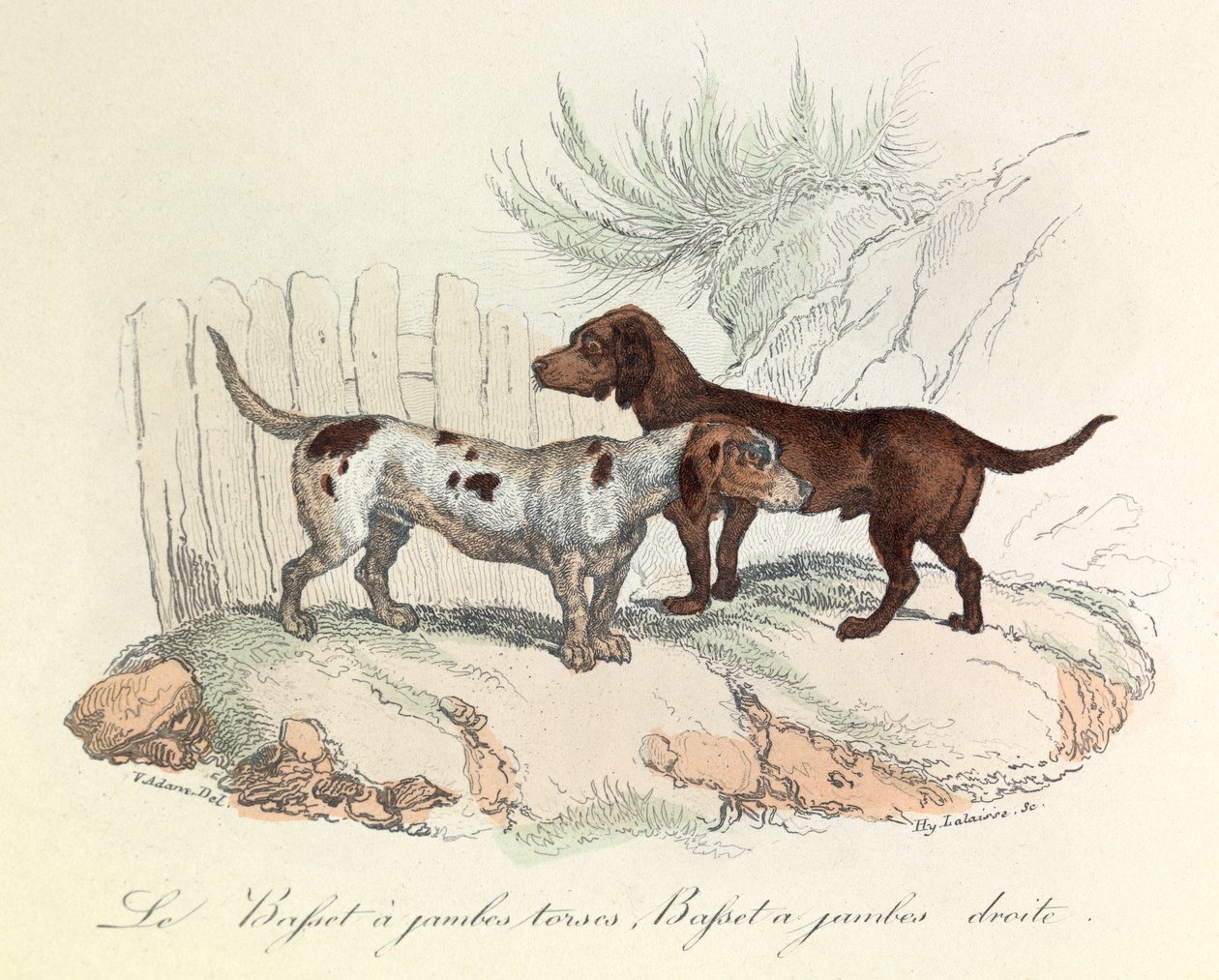 Illustration from the Book 'Complete Works of Buffon': The Animals: The ...