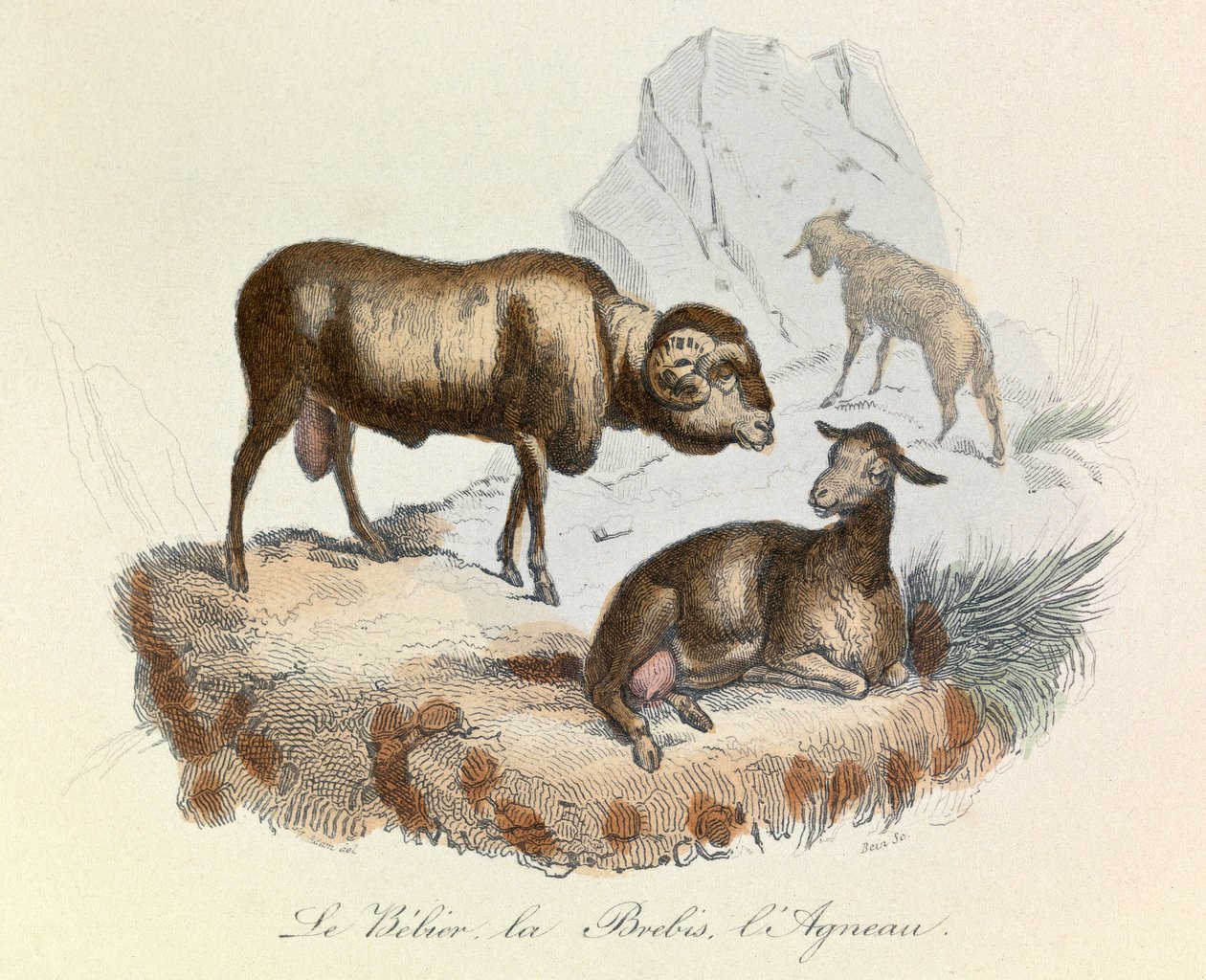 Illustration from the Book Complete Works of Buffon: The Animals: The Ram, the Ewe and the Lamb (engraving) by Unknown artist