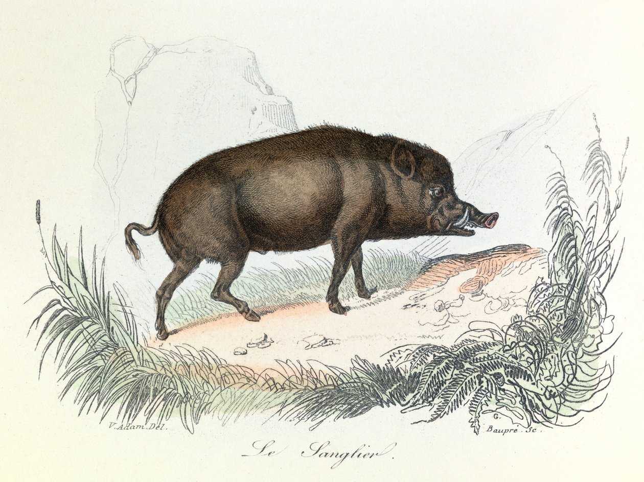 Illustration from the Book Complete Works of Buffon: The Animals: The Boar (engraving) by Unknown artist
