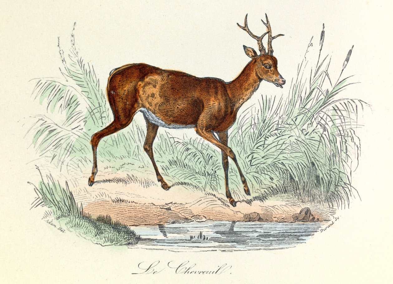 Illustration from the Book 