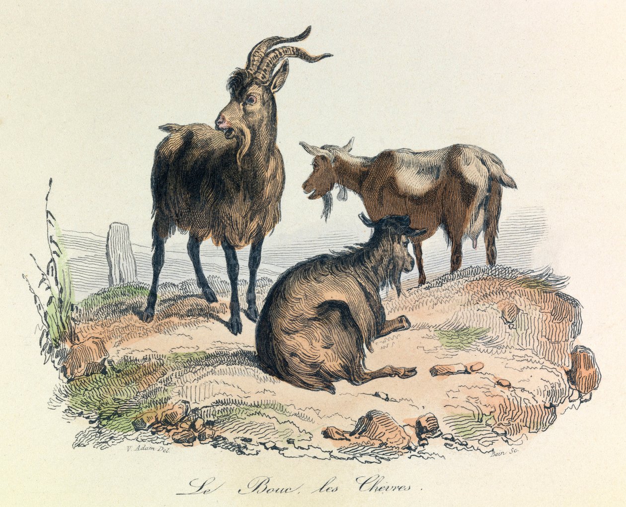 Illustration from the Book 