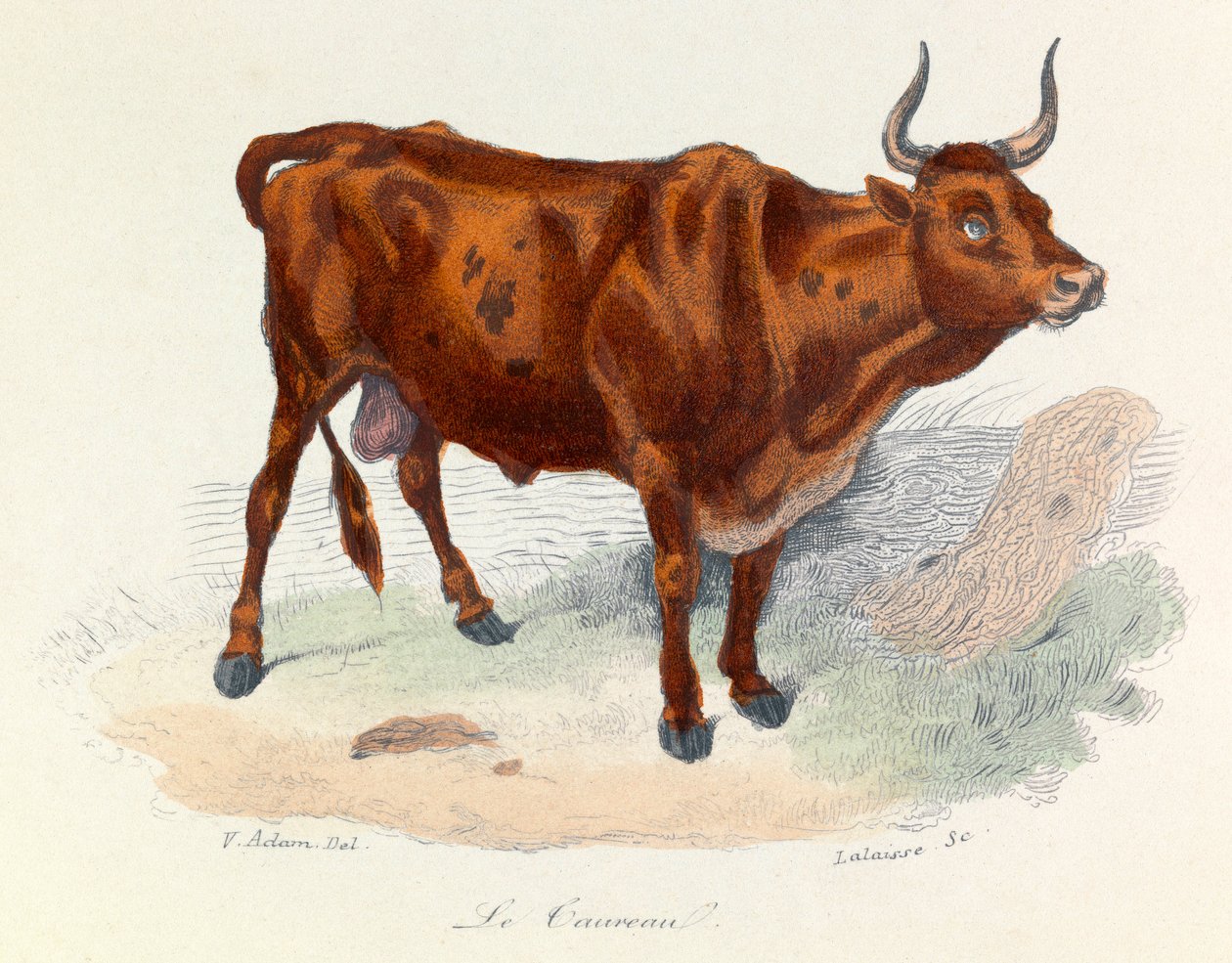 Illustration from the Book Complete Works of Buffon: The Animals: The Bull (engraving) by Unknown artist