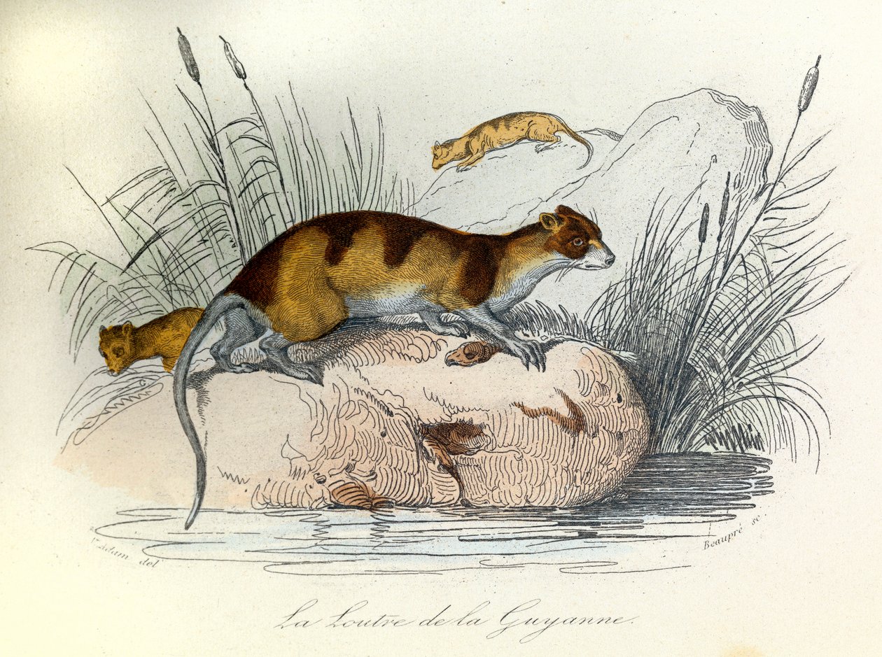 Illustration from the Book 