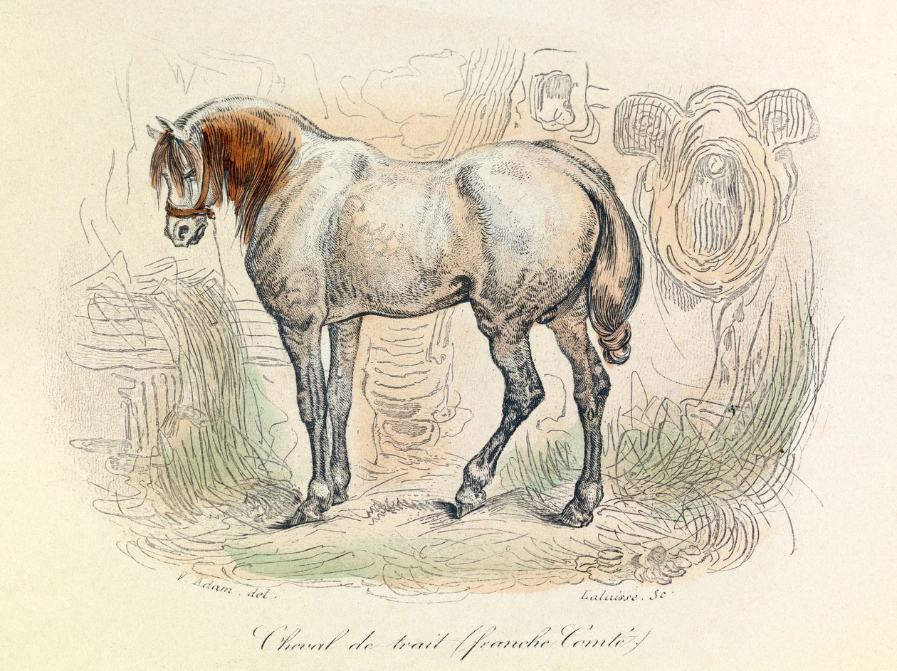 Illustration of Franc Comtois Horse, Classified by Linnean and Cuvier (engraving) by Unknown artist