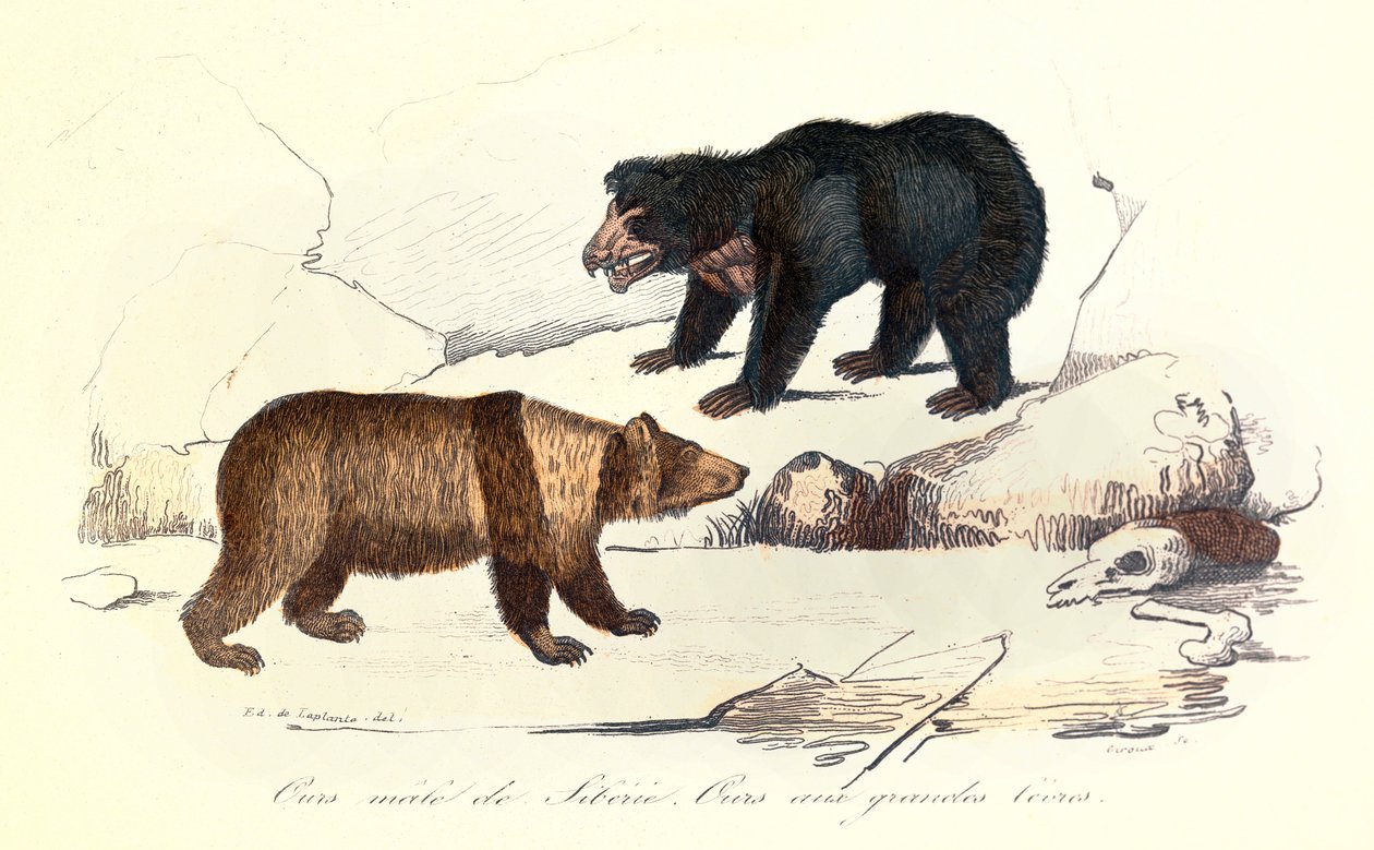 Illustration of Siberian male bear and bear with large lips, classified by Linnean and Cuvier by Unknown artist