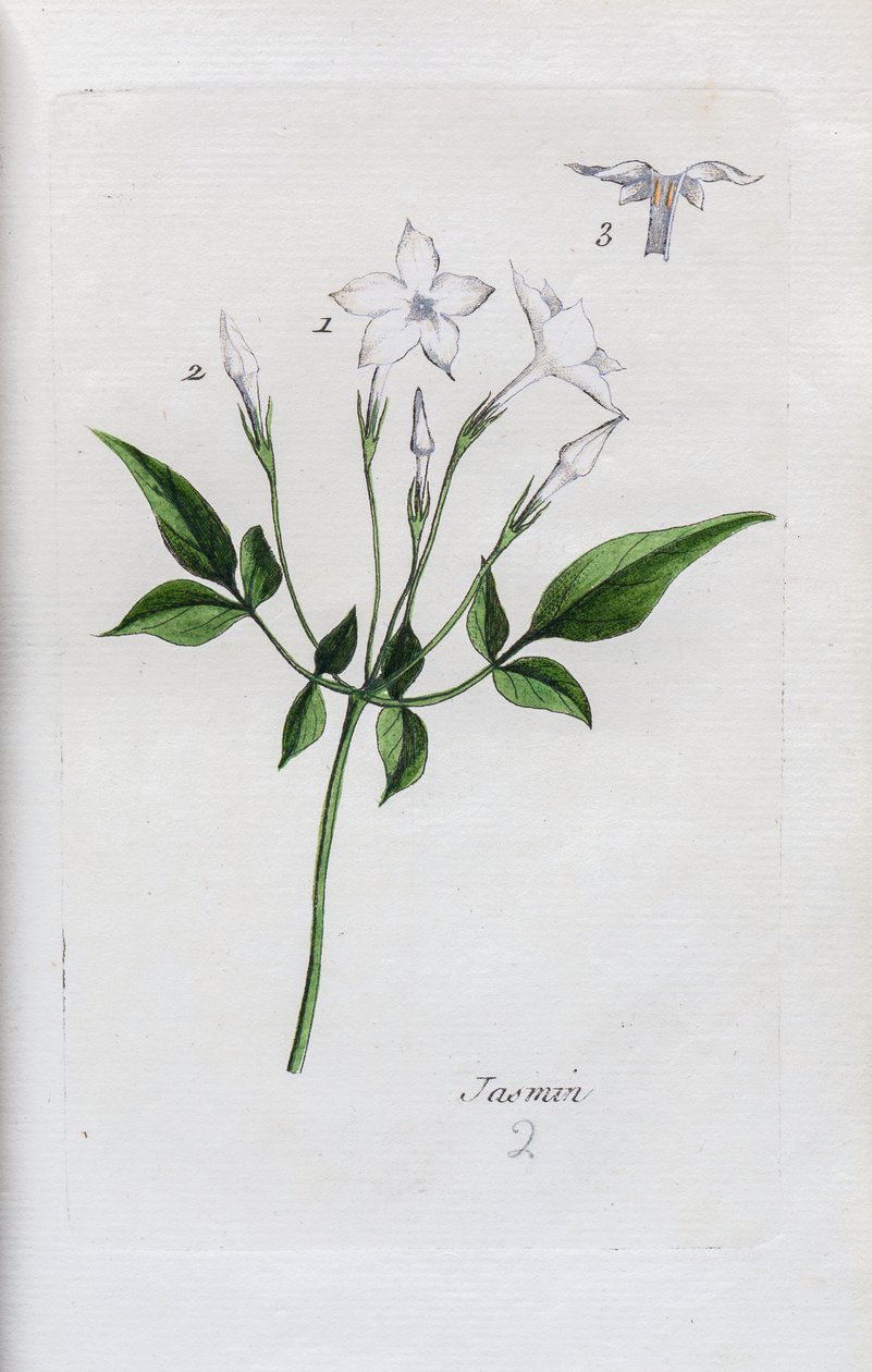 Jasmine by Unknown artist