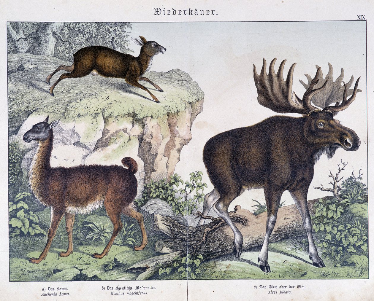 Llama, Elk (Moose) - in 