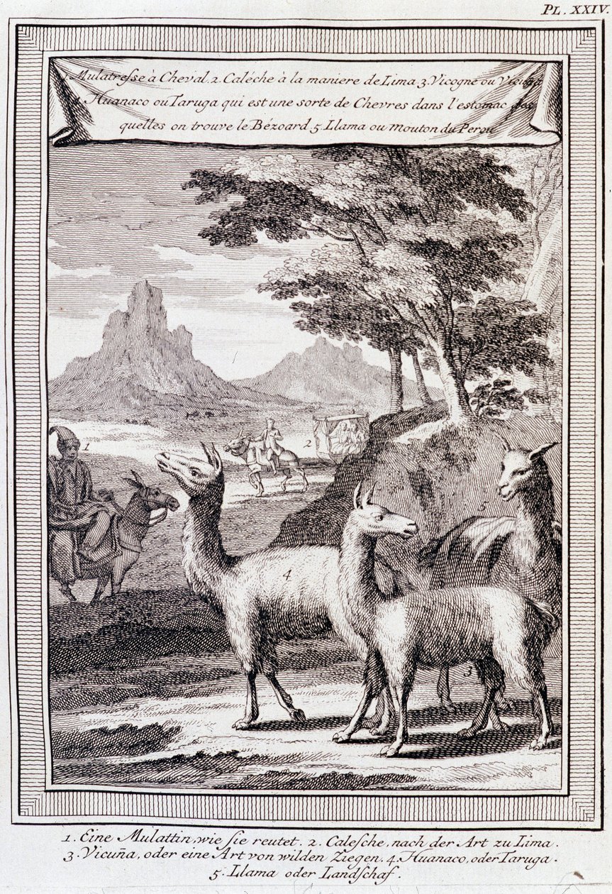 Llamas of Peru - in “Historical Journey of South America done by Order of the King of Spain by Don George Juan and Don Antoine de Ulloa”, T.1, at C.A. Jombert, Librairie du Roi, Paris by Unknown artist