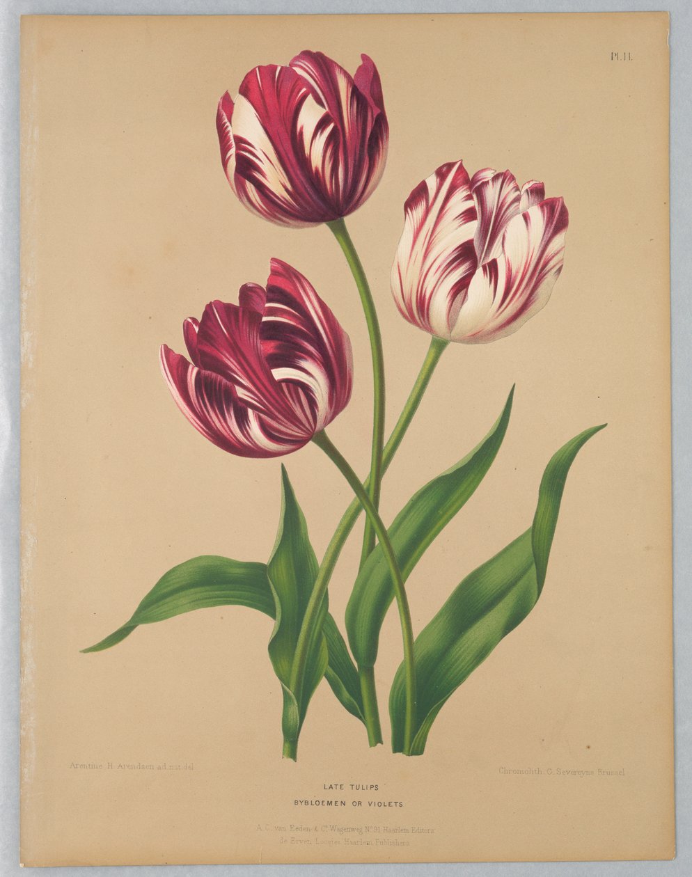 Late Tulips or Violets by Unknown artist