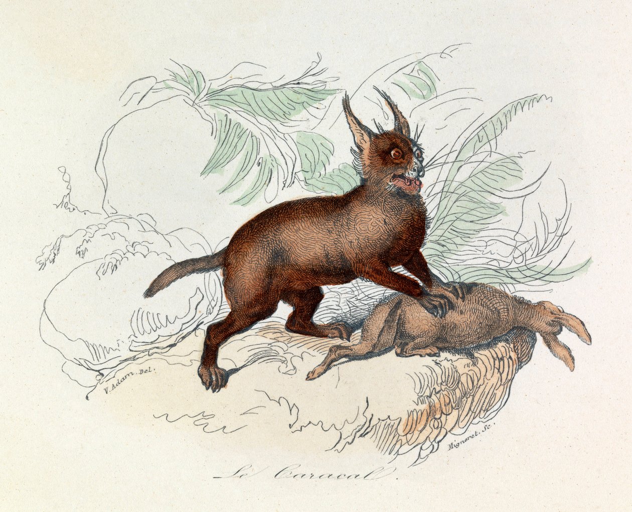 The Caracal (Felis caracal) is a Quadruped Mammal of the Felidae Family (engraving) by Unknown artist