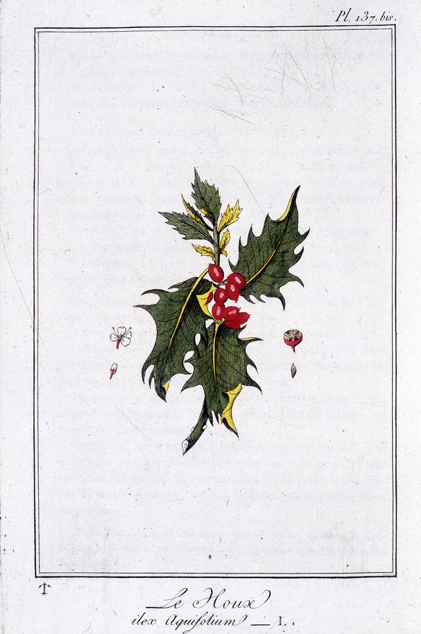 The Holly (Ilex Aquifolium) - in 