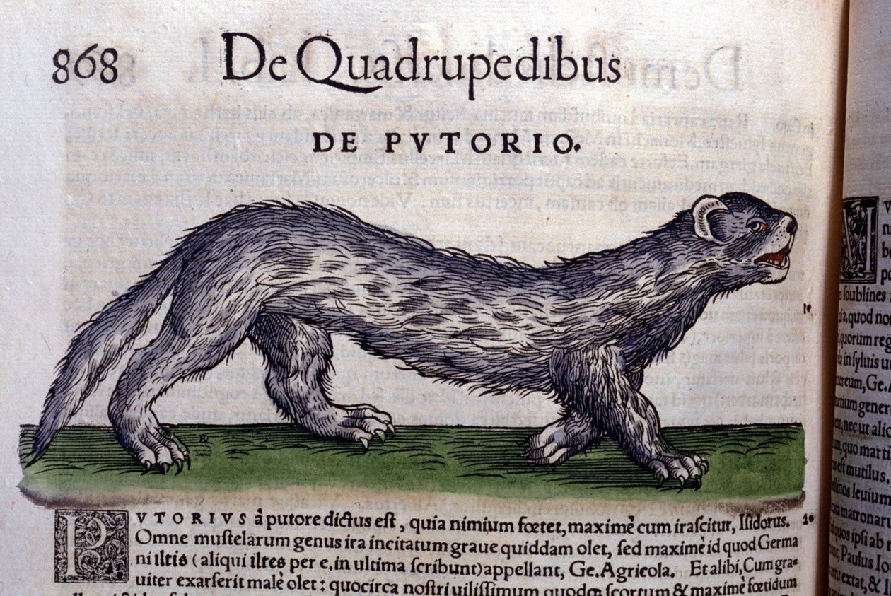 Le fertois - in Historia Animalium by Conrad Gesner by Unknown artist
