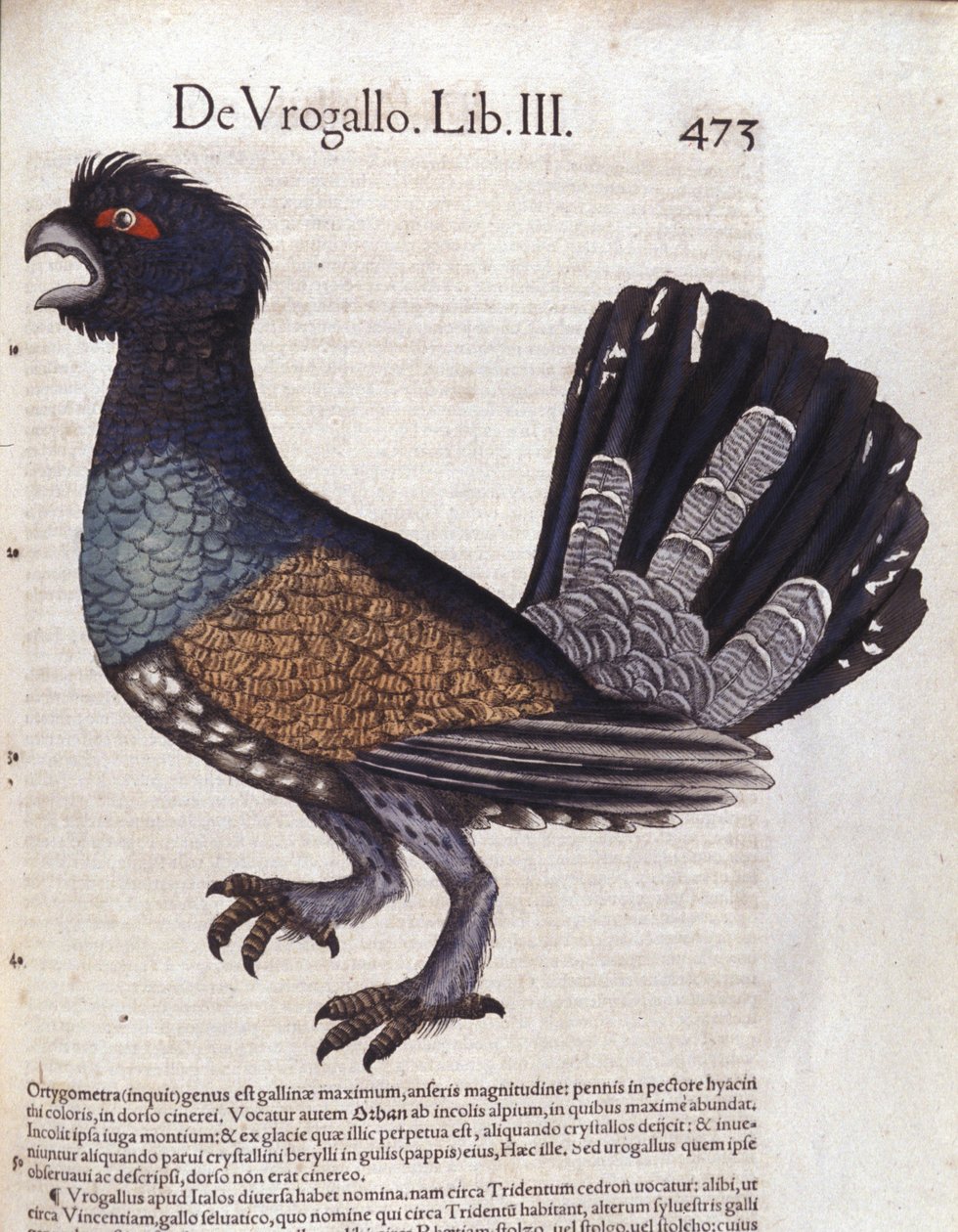 The Great Grouse (or Great Cock of the Wood) in Historia Animalium by Conrad Gesner (1516-1565), Tiguri by Unknown artist