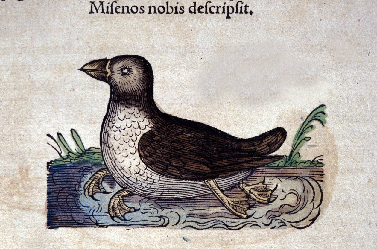 The Harlequin Duck in Historia Animalium by Conrad Gesner (1516-1565) by Unknown artist