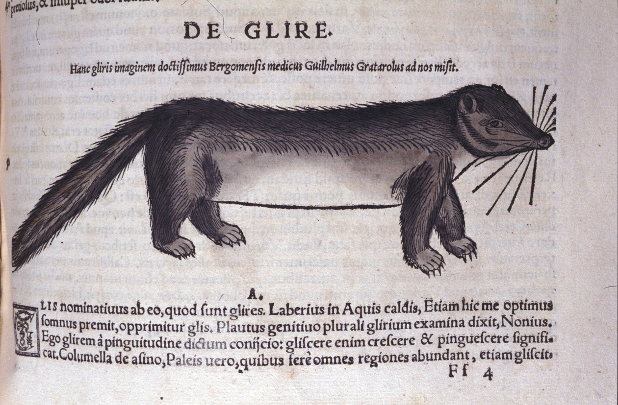 The dormouse from Historiae Animalium by Conrad Gesner (1516 - 1565), Tiguri by Unknown artist