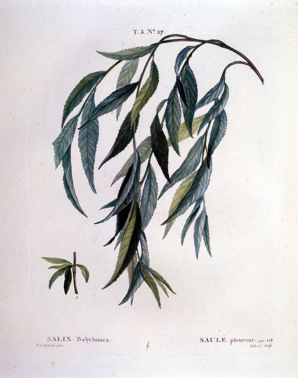 Leaf of Weeping Willow (Salix Babylonica) by Unknown artist