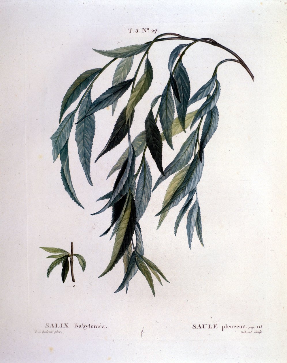 Leaf of weeping willow (Salix babylonica). by Unknown artist