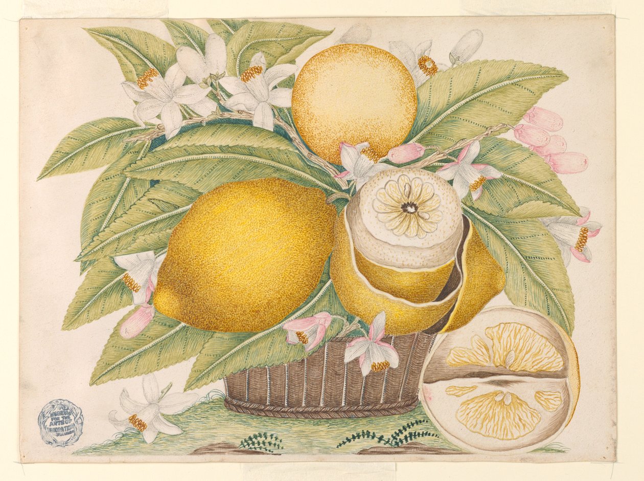 Lemons and Lemon Blossoms in a Basket by Unknown artist