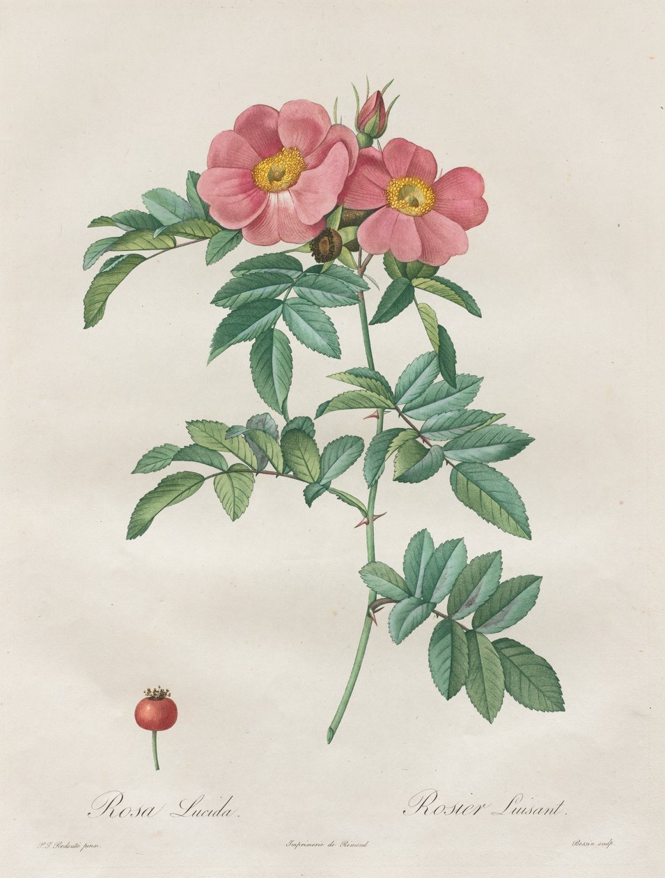 The Roses: Rosa Lucida by Unknown artist