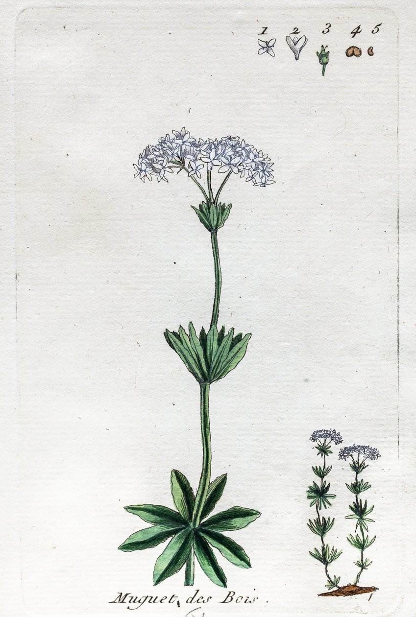 Lily of the Valley or Sweet Woodruff by Unknown artist