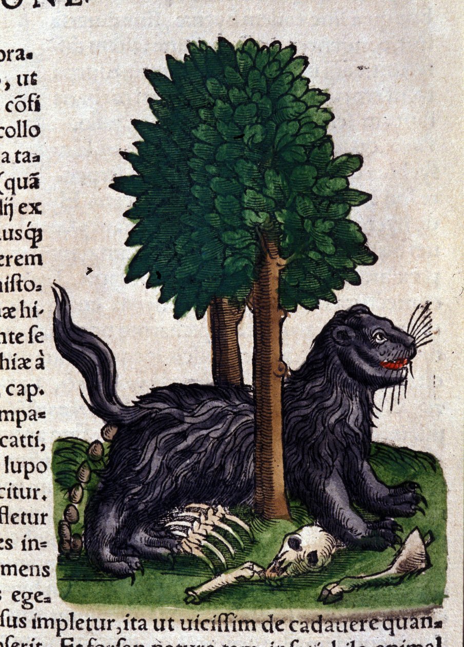 Lion in Historia Animalium by Conrad Gesner (1516-1565), Tiguri by Unknown artist
