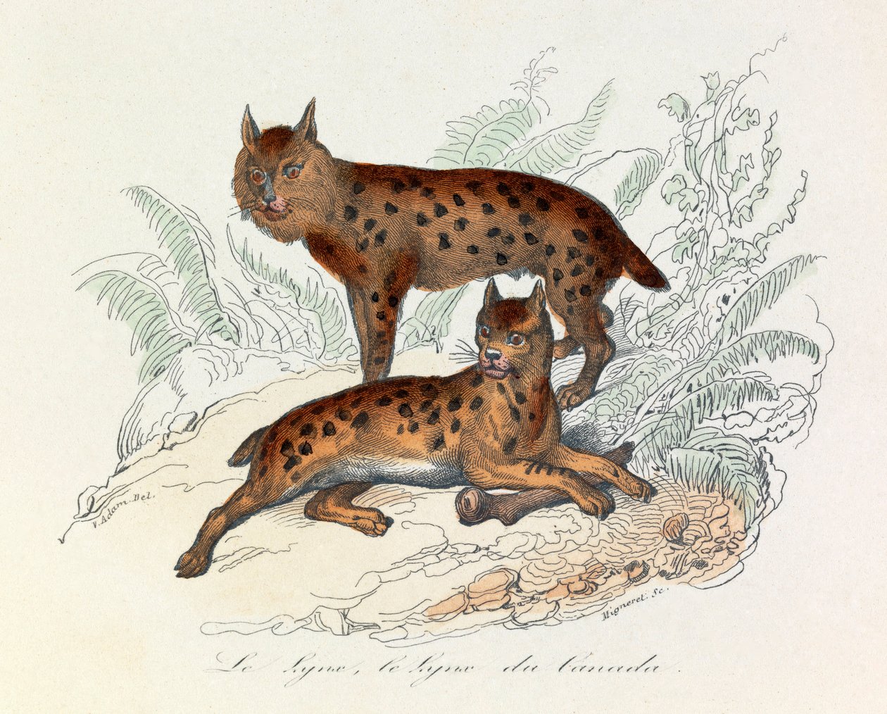 Lynx and Canada Lynx, Two Quadruped Mammals, Classified by Linnaeus and Cuvier (engraving) by Unknown artist