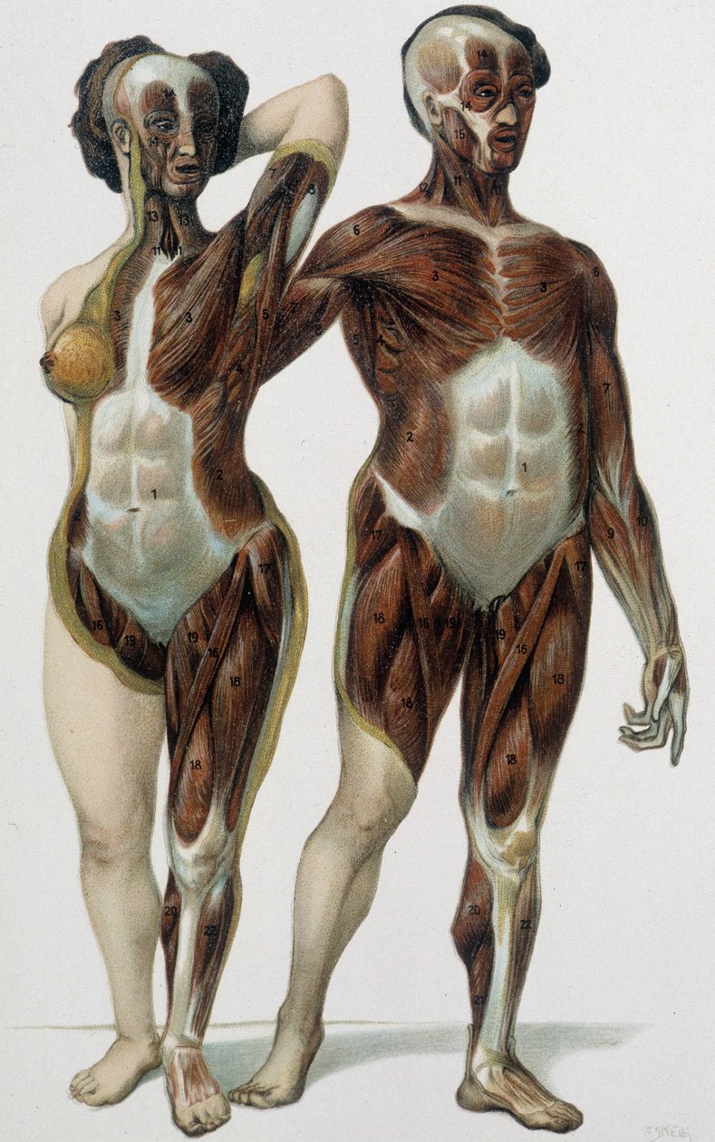 Man and woman skinned: muscles - medicine book, late 19th century by Unknown artist