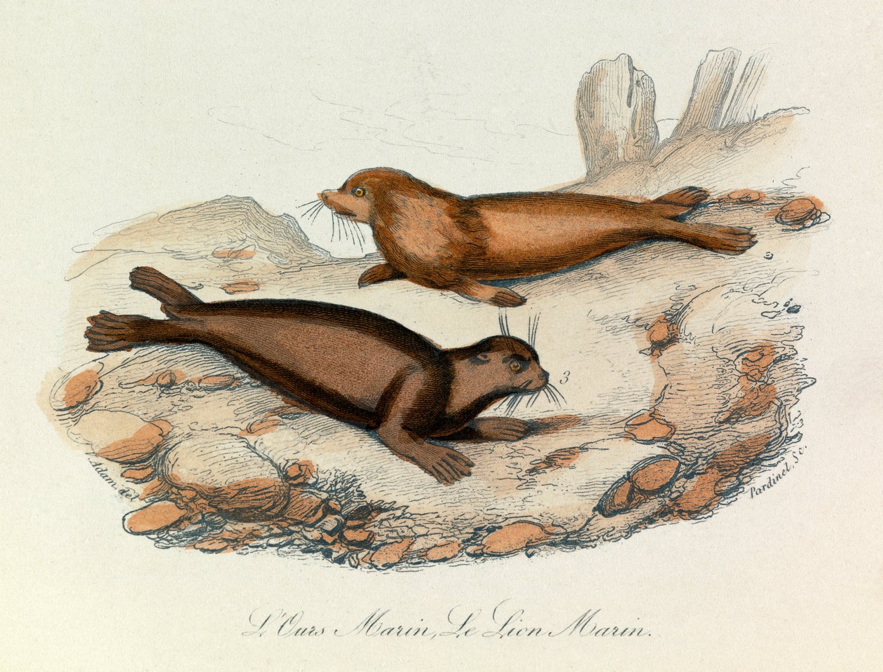 Marine Bear and Lion Classified by Linnaean Nomenclature and Cuvier