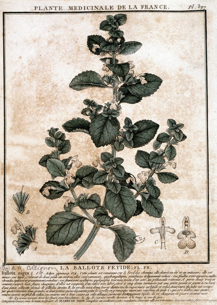Medicinal plant from France: the fetid belotte by Unknown artist