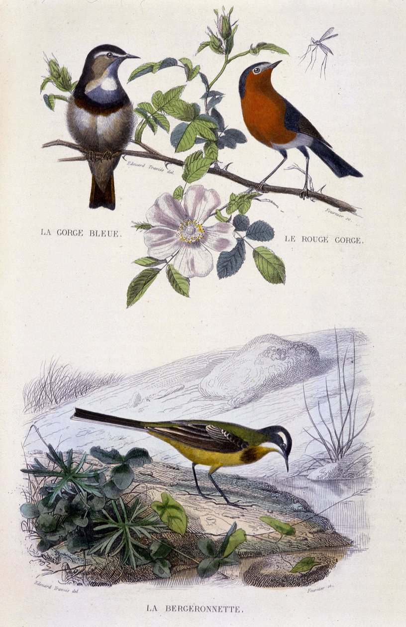 Natural History Plate: Birds: Bluethroat, Robin, and Wagtail - in 