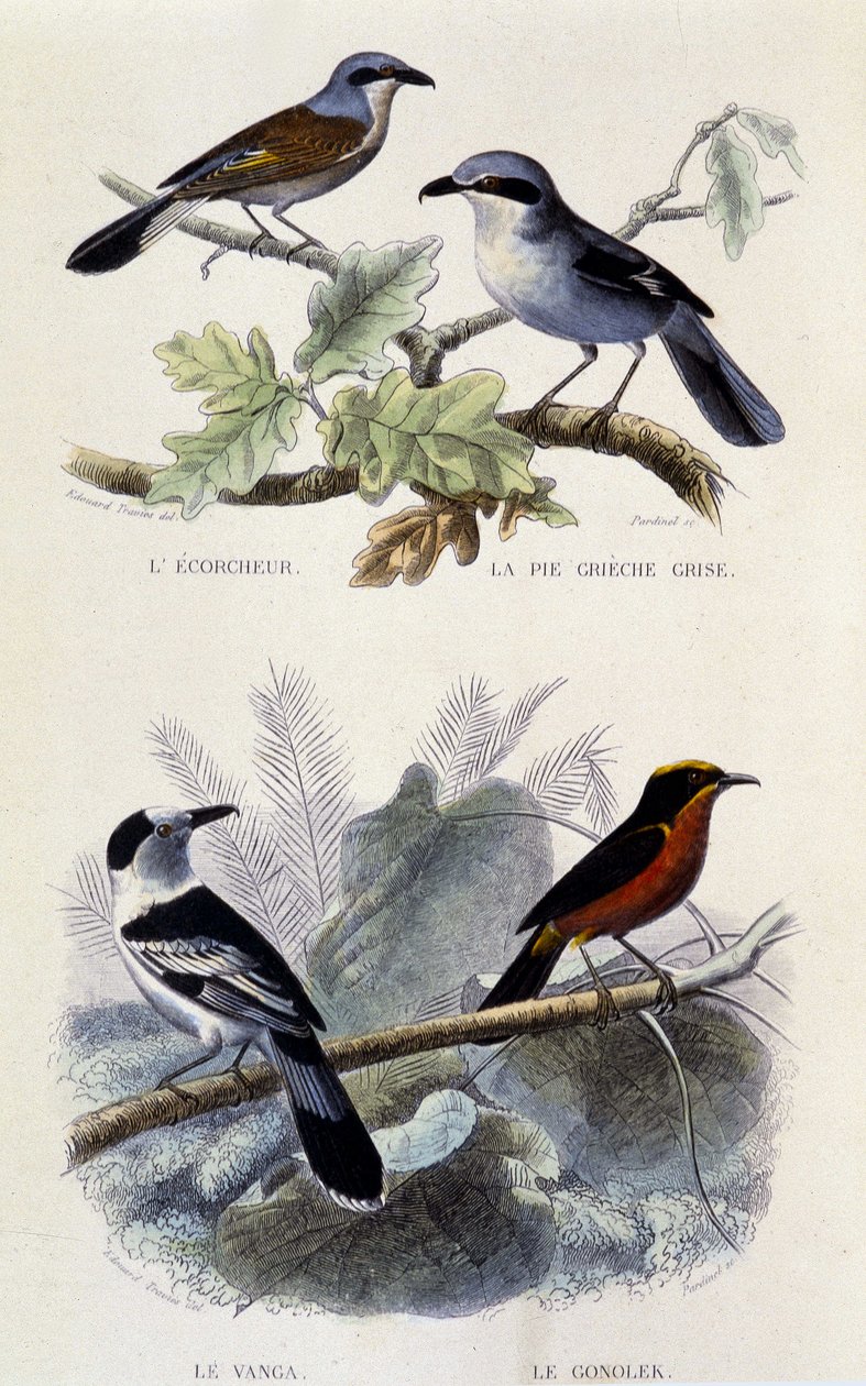Natural History Board: Birds: The Ecorcheur, the Grey Greche Pie, the Vanga and the Gonolek - in “Works of Buffon”, T.5, ed. Smoking Jouvet & Cie by Unknown artist
