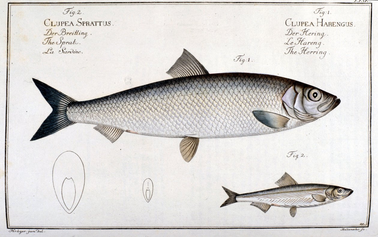 Natural history board: herring (1) and sardine (2) by Marc Elieser Bloch Ichtyologie Paris - Berlin - London 1787 by Unknown artist