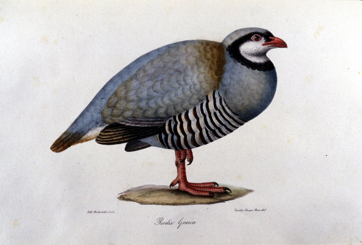 Natural history board representing a Greek partridge. 19th century engraving by Unknown artist
