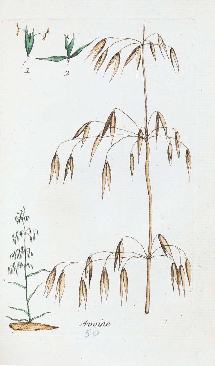 Oats by Unknown artist