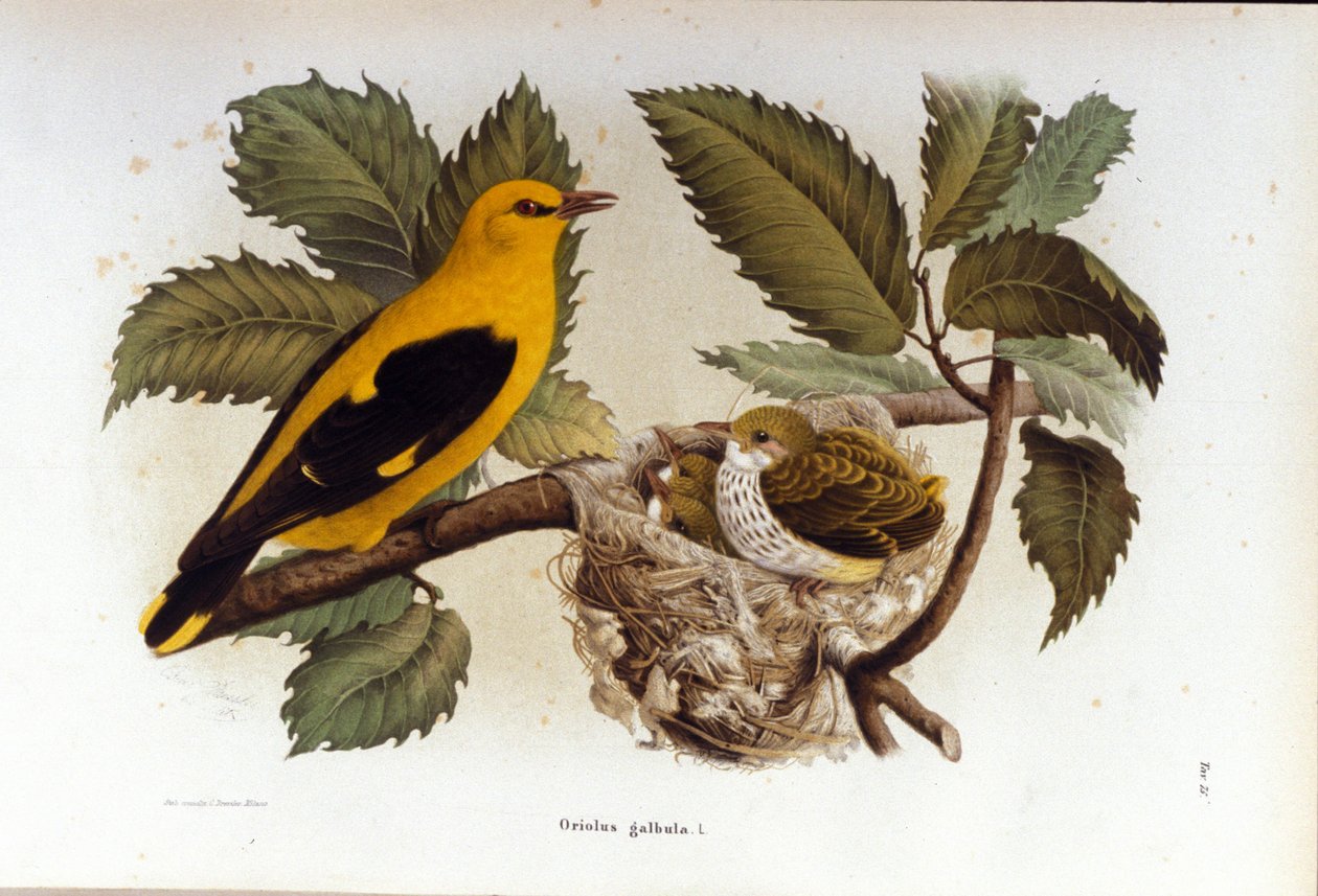 Ornithology: A Oriole Near the Nest of Its Young by Unknown artist