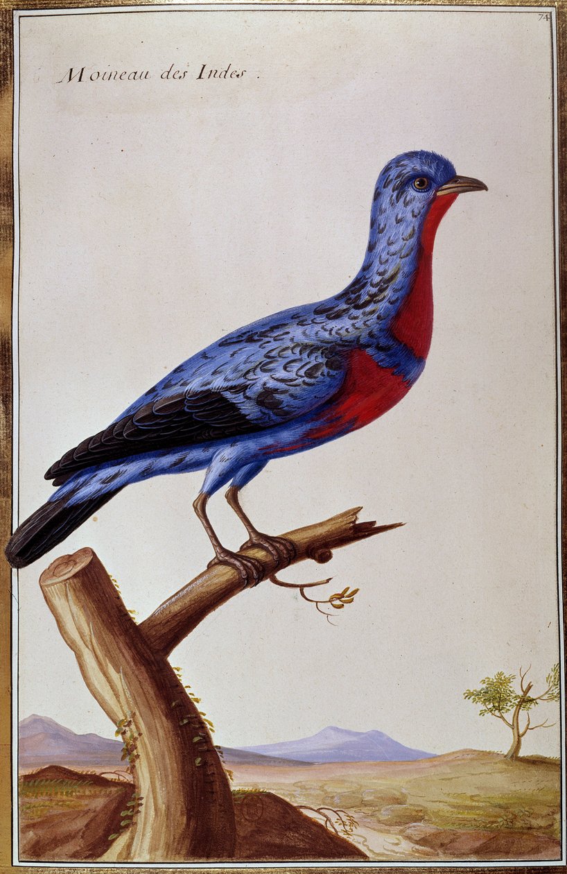 Ornithology: A Sparrow from the Indes by Unknown artist