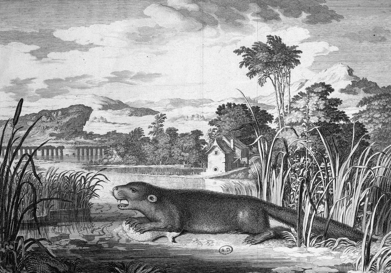 Otter - engraving by Unknown artist
