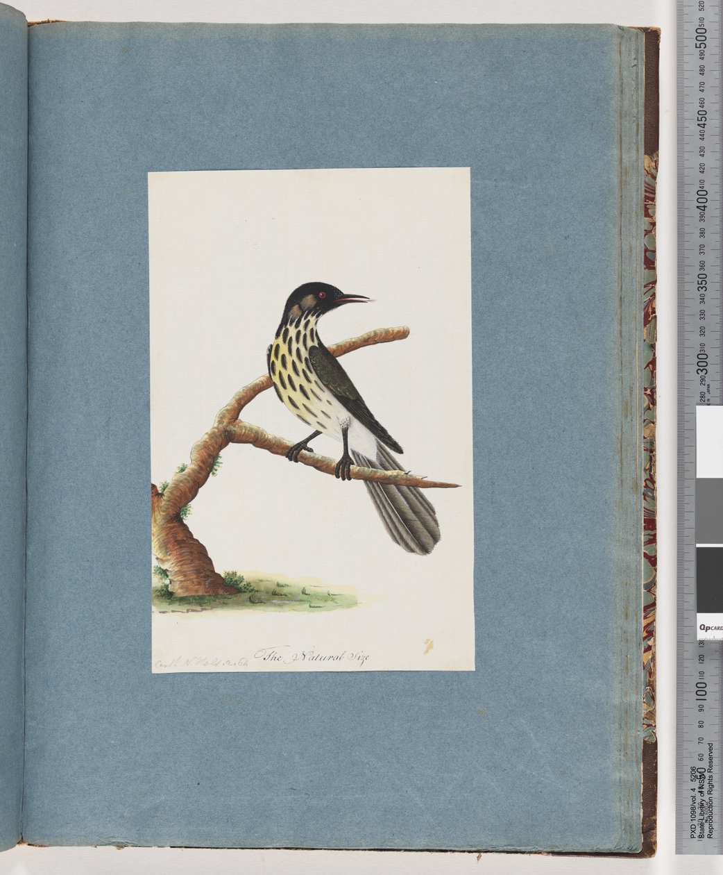 Page 100. New Holland Honeyeater. Certhia Novae Hollandiae by Unknown artist