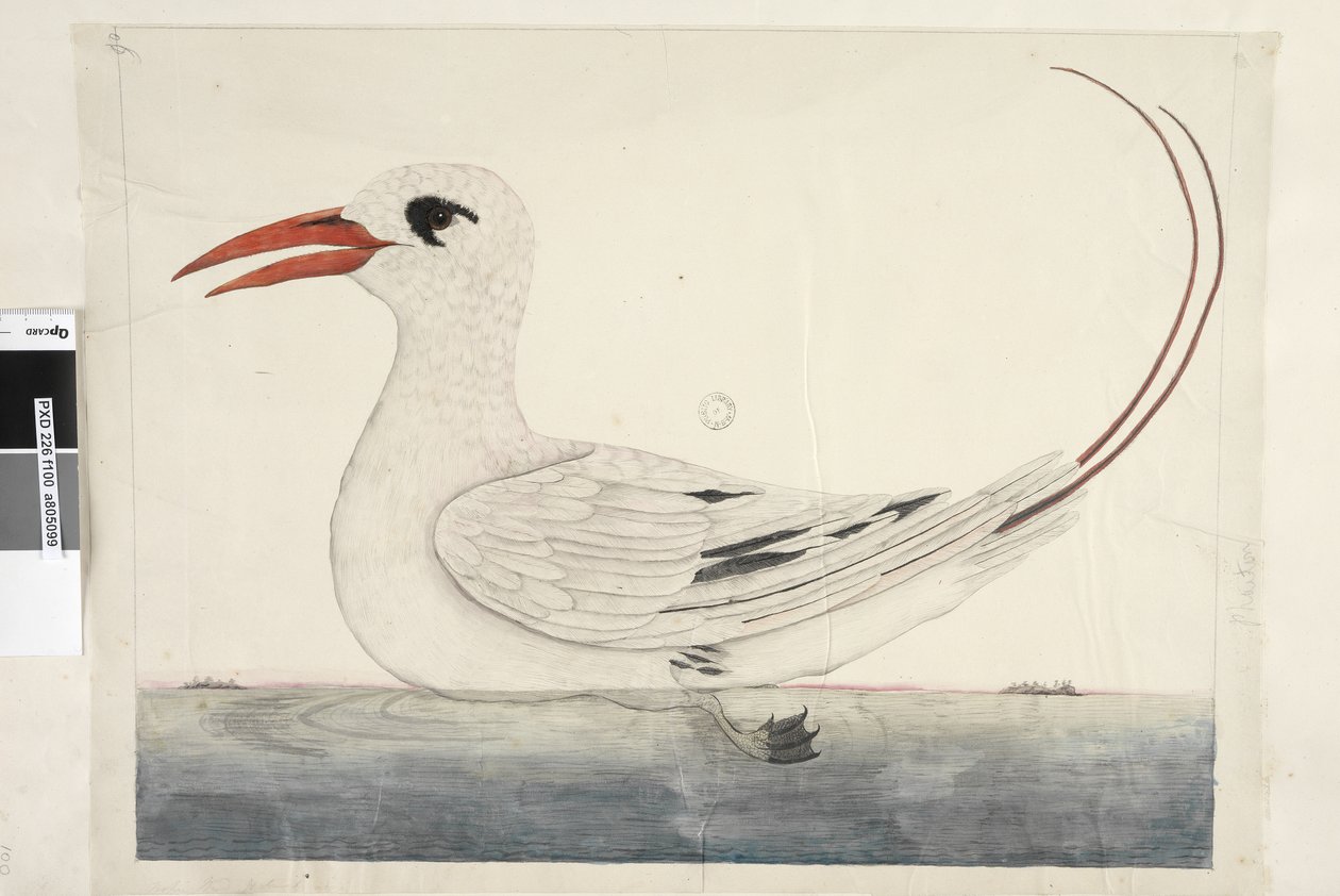 Page 100. Phaeton Red, Tailed Tropicbird Phaethon rubricauda by Unknown artist