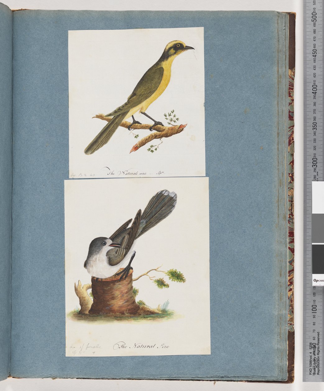 Yellow-tufted Honeyeater and Unidentified Bird by Unknown artist