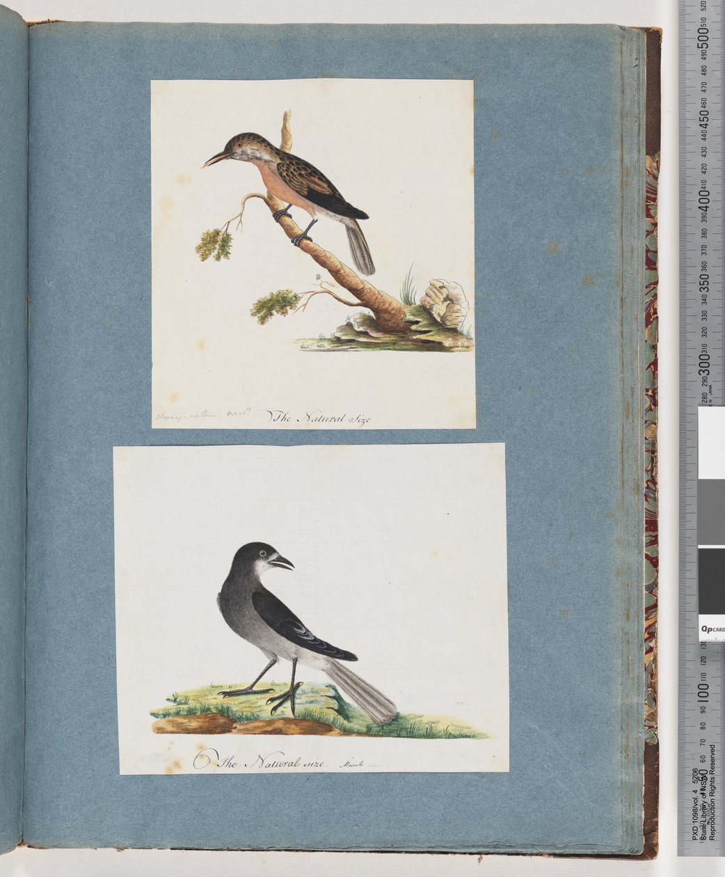 Page 103. Unidentified Bird. Honeyeater. Unidentified Bird by Unknown artist