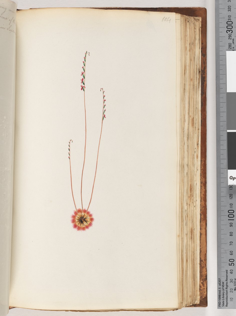 Page 104. Unidentified Plant by Unknown artist
