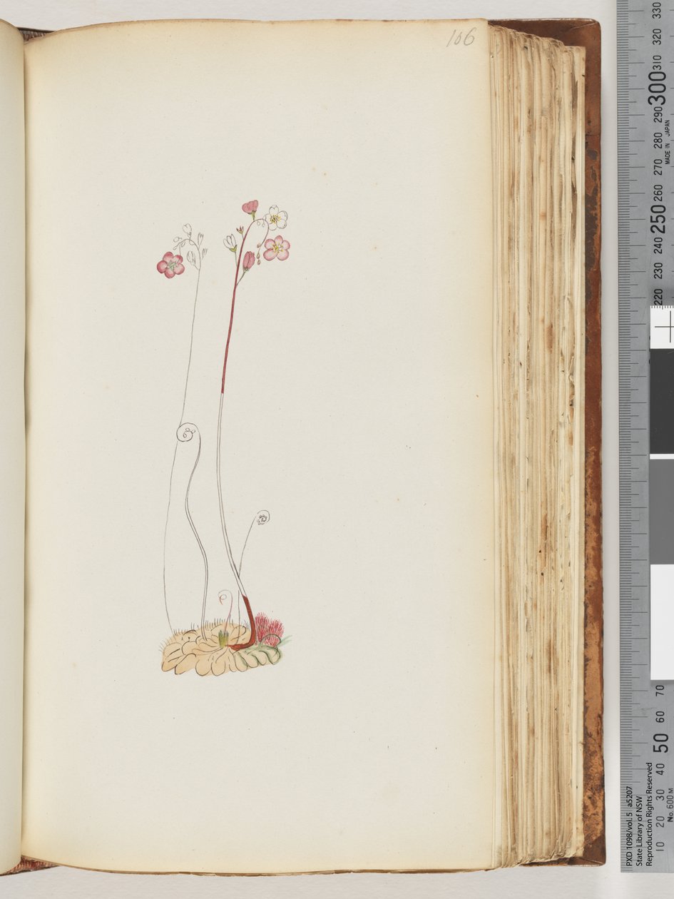 No inscription, drawing unfinished by Unknown artist