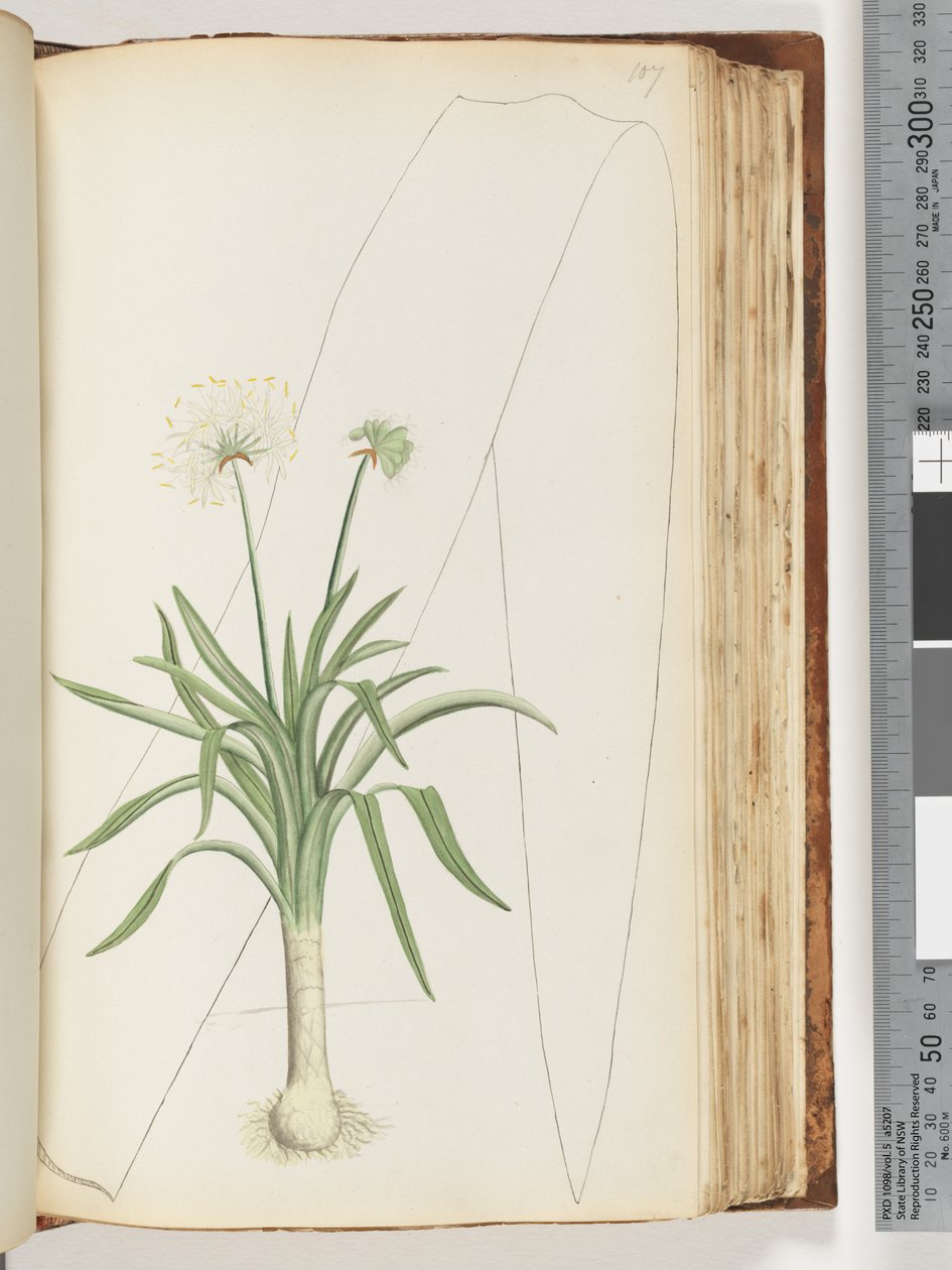 Page 107. No inscription. Unidentified plant by Unknown artist
