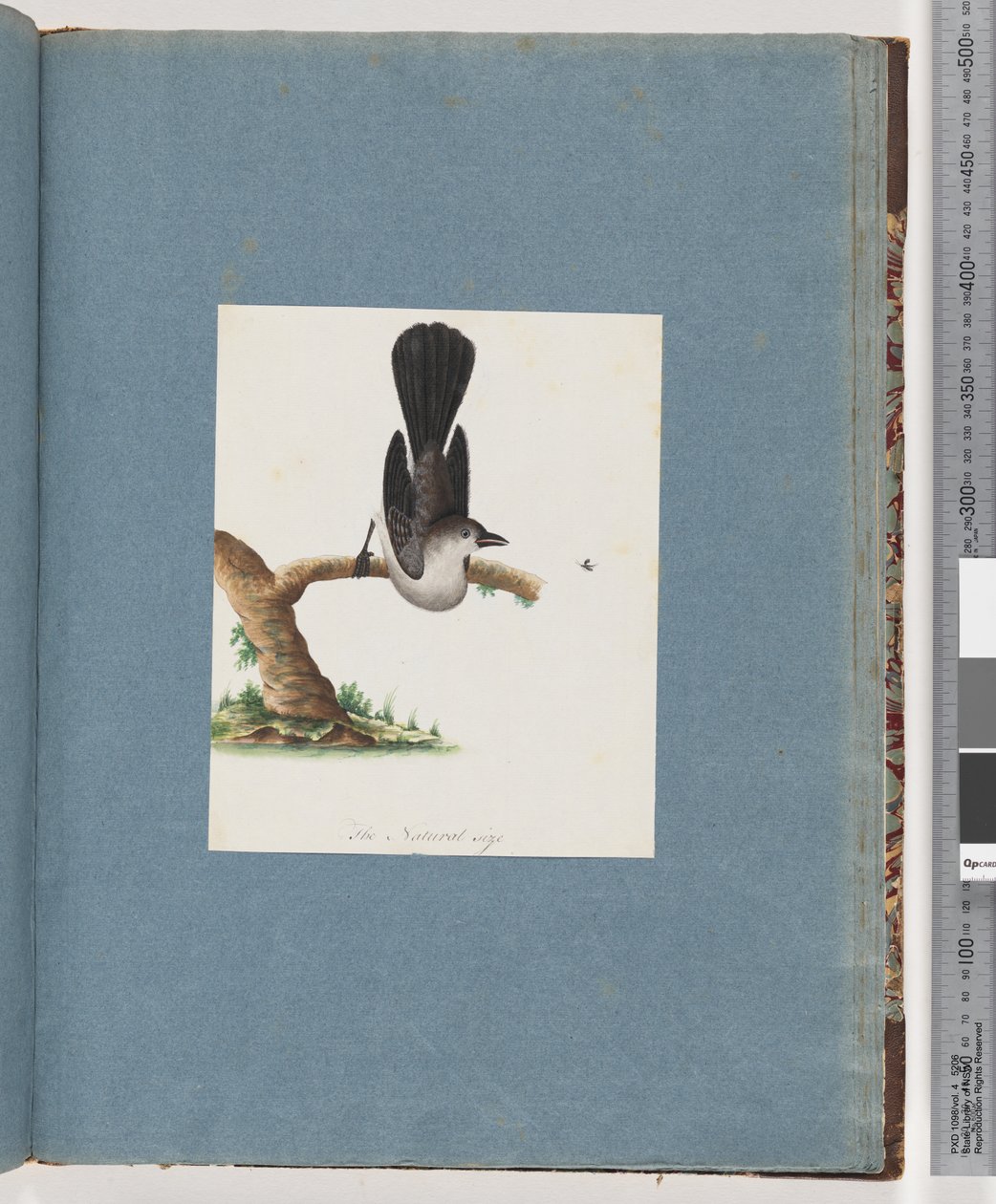 Page 107. Unidentified Bird by Unknown artist